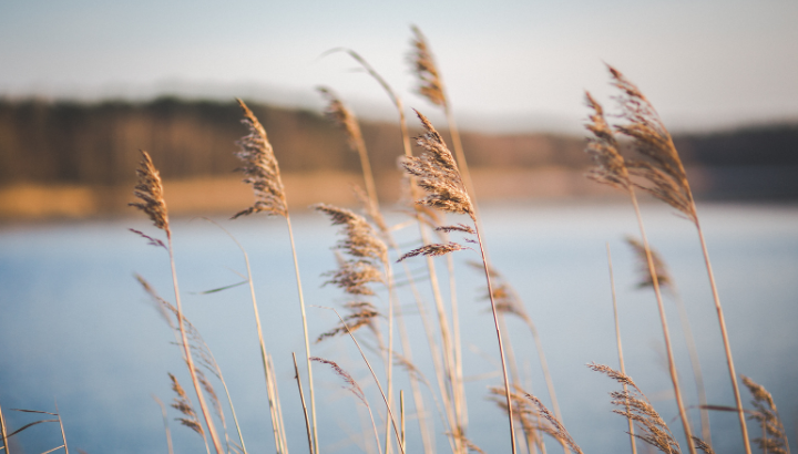 Quand la nature inspire les hommes à l’étang